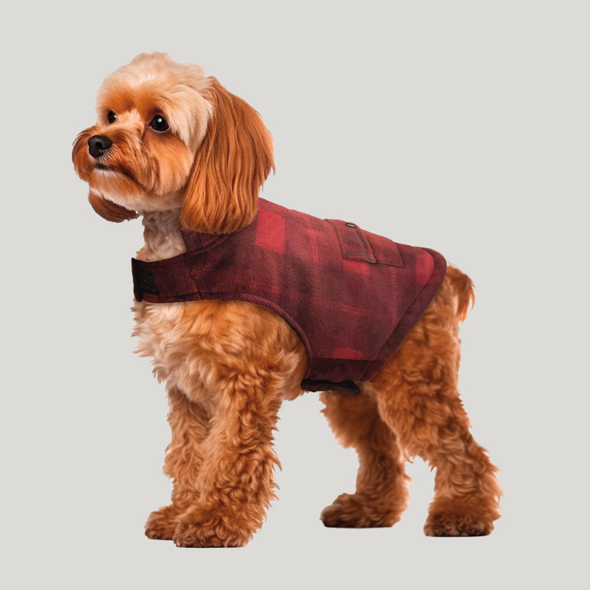 Small fluffy dog wearing a Free Country red plaid winter jacket, looking to the side against a plain gray background.