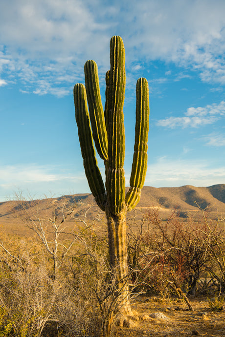 Image of a cactus in the desert