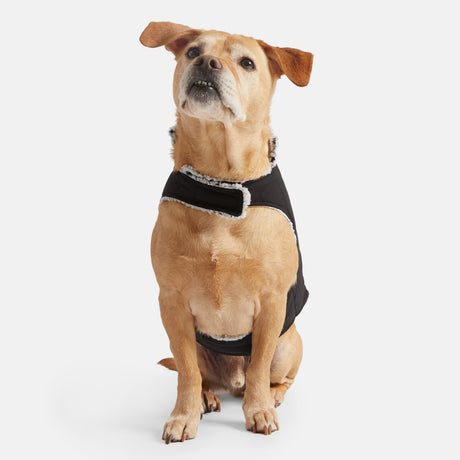 A light brown dog with upright ears sits wearing the Clearance Stratus Lite Reversible Dog Jacket, featuring white trim, and looks upward against a plain white background.
