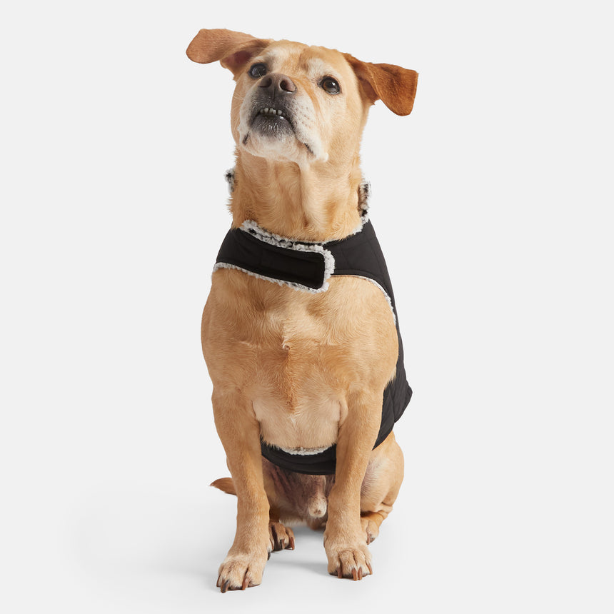 Stratus Lite Reversible Dog Jacket