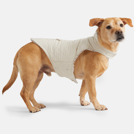 Stratus Lite Reversible Dog Jacket