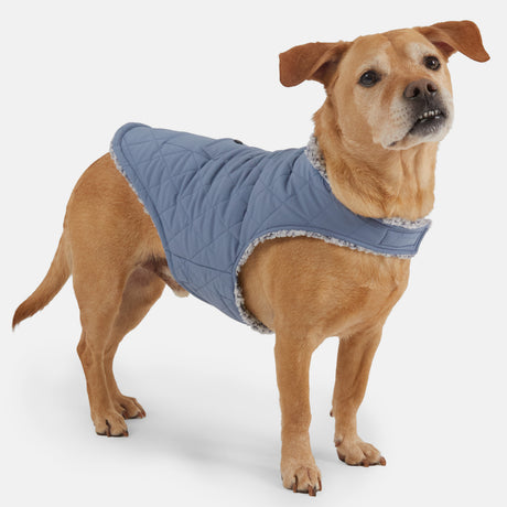A light brown dog stands on a white background, looking slightly upward, wearing the Clearance Stratus Lite Reversible Dog Jacket in blue with a soft gray lining and wind-resistant design.