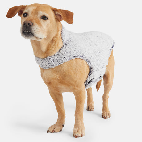 A dog stands on a white background, wearing the Clearance Stratus Lite Reversible Dog Jacket—light brown fur showing under its fluffy, light gray sherpa lining—as it looks slightly upward.