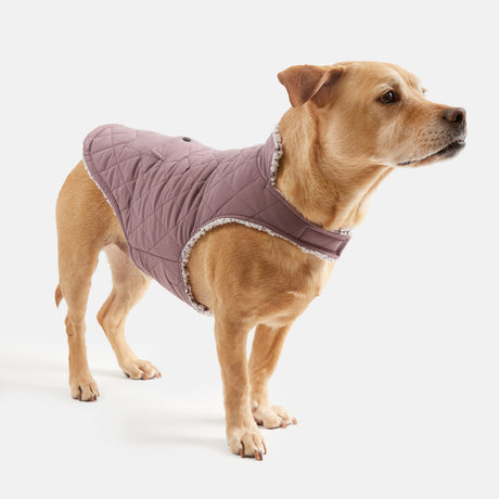 A light brown dog stands on a white background, facing slightly right, wearing the Clearance Stratus Lite Reversible Dog Jacket in quilted mauve with white trim.