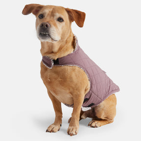 A light brown, short-haired dog sits wearing the Clearance Stratus Lite Reversible Dog Jacket in quilted mauve with white trim, looking slightly upward against a plain white background.