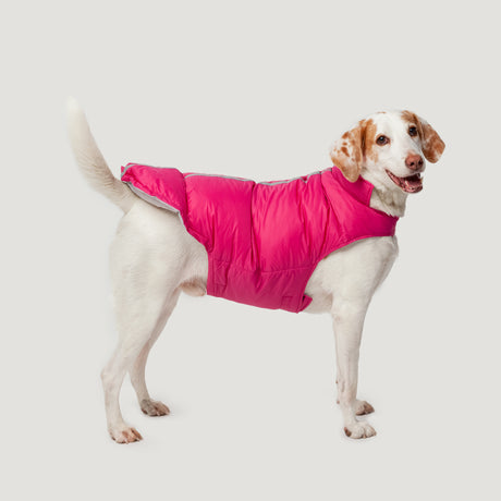 A white and brown dog wears the Clearance Dog Down Reversible Mock Jacket in bright pink, looking back with its mouth slightly open and tail raised against a plain white background.