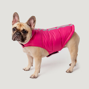 A light brown French Bulldog stands on a plain light grey background, wearing the Clearance Dog Down Reversible Mock Jacket in bright pink, looking slightly to the left.