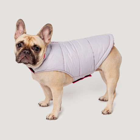 A light brown French Bulldog wears the Clearance Dog Down Reversible Mock Jacket with pink trim, standing against a plain white background and looking at the camera.