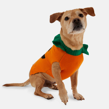 A brown dog wears the Clearance Dog Halloween Sweater—an orange pullover with a green collar like a pumpkin. Festive and cozy, this sweater stands out against a plain white background, ideal for Halloween celebrations.