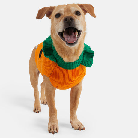 A happy brown dog wears the Clearance Dog Halloween Sweater, featuring green trim and a pumpkin design, while standing on a white background.