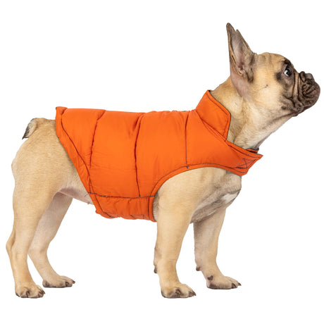 A French Bulldog stands on all fours, looking upward, while wearing the Clearance Dog Down Reversible Mock Jacket in orange against a white background.