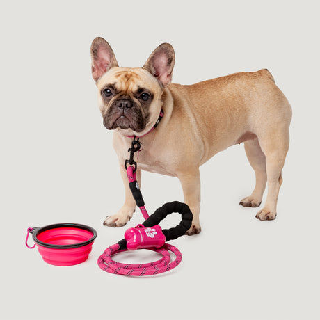 A light brown French Bulldog stands on a light background, wearing Clearance’s adjustable pink Dog Essentials Set, which includes a reflective leash, collapsible bowl, and matching waste bag dispenser.