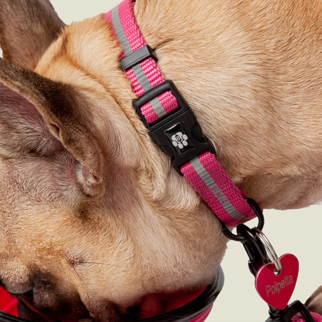 A light brown dog wears Clearance's Dog Essentials Set collar with a black paw-print buckle and a red heart-shaped tag reading "Polpetta," while eating from the collapsible bowl included in the set.