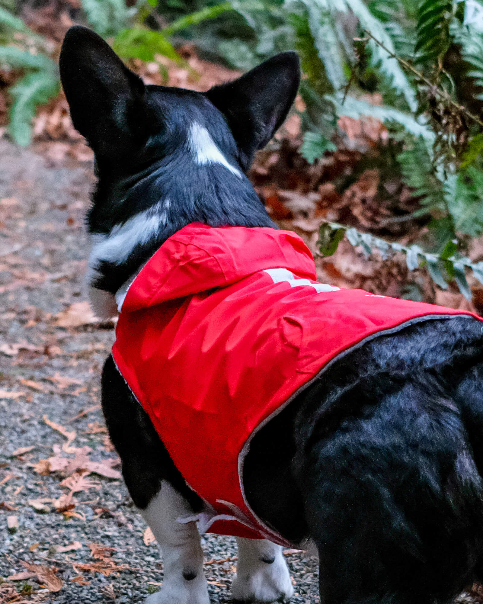 Dog Raincoat Free Country